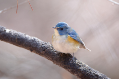 ルリビタキ | 10