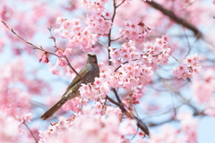桜とヒヨドリ_4