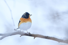 雪アトリ