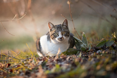 ちょっとななめってる？