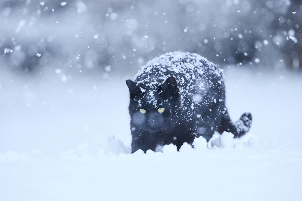 大雪を歩く