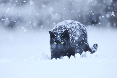 大雪を歩く