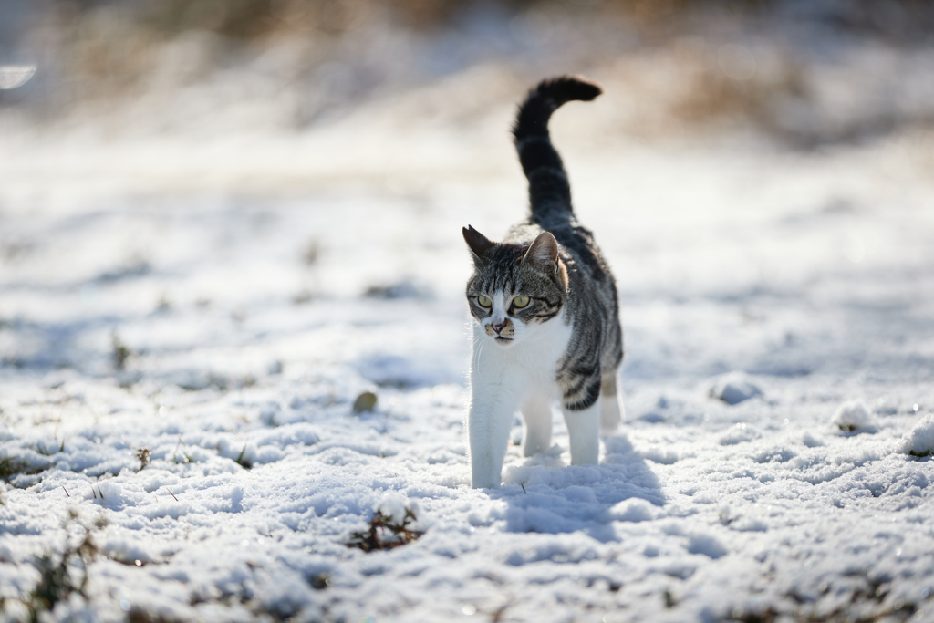 雪の上を散策