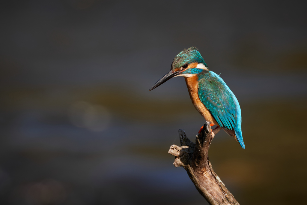 カワセミのアップ_2