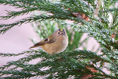 キクイタダキ | 9