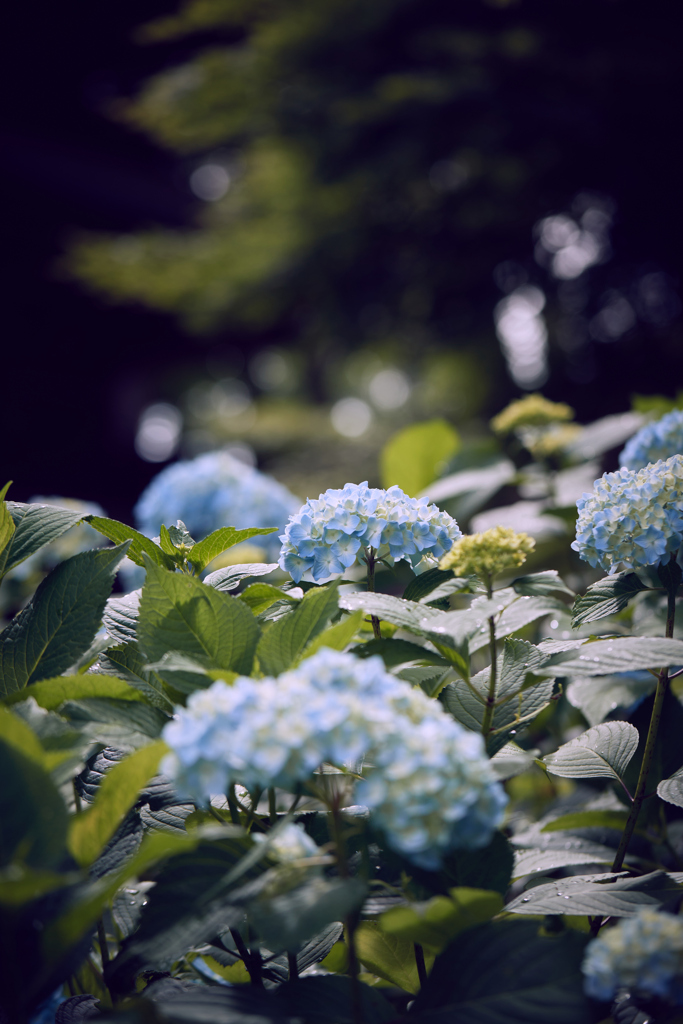 雨上がりの紫陽花／アジサイ