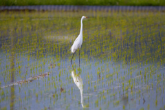 初夏の田んぼとダイサギ