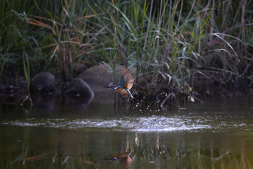 カワセミの離水_6