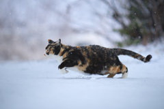 雪の中で遊ぶ