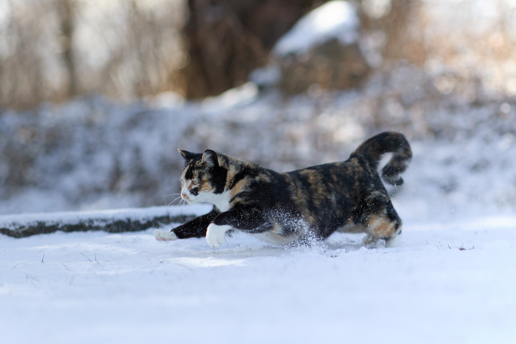 雪上を駆ける