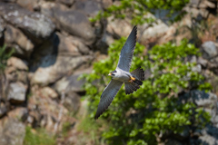 エサを運ぶハヤブサ_5