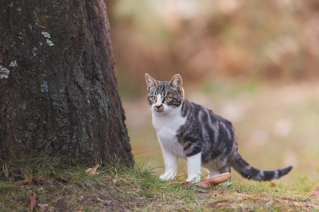 じっと見つめる