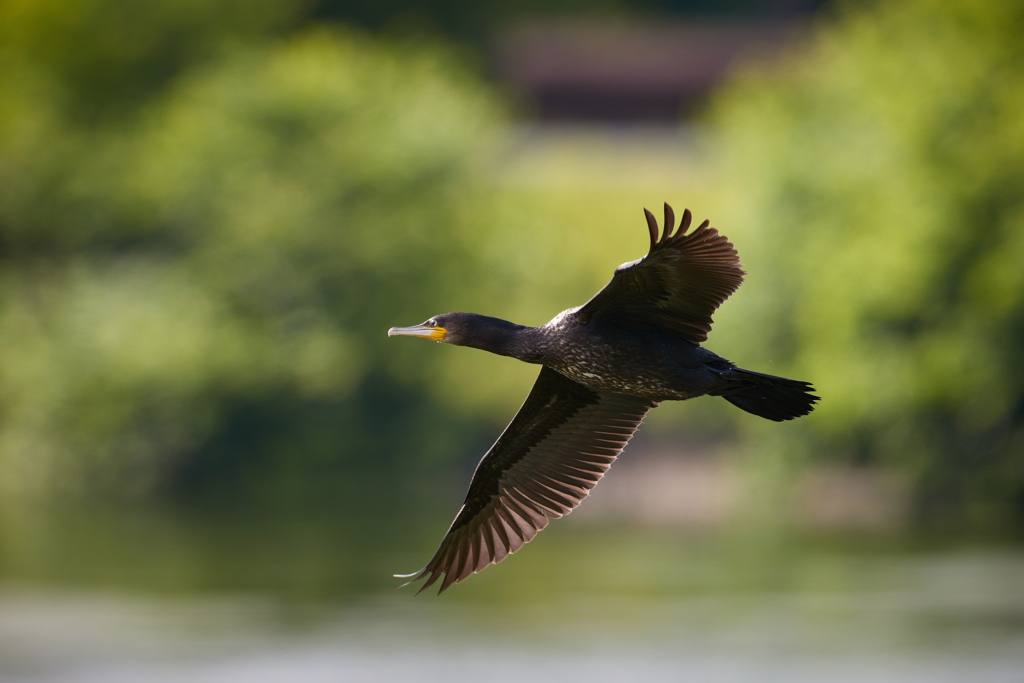 カワウ／鵜／飛翔