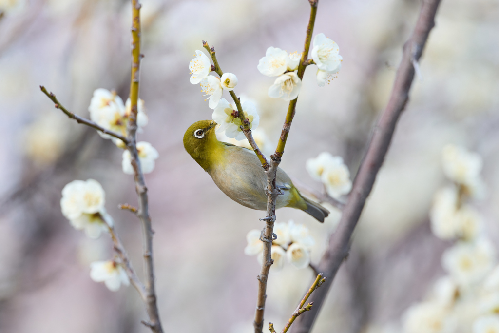 白梅と