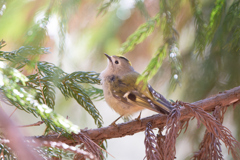 キクイタダキ | 14