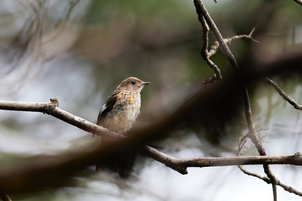 ジョウビタキの幼鳥