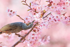 桜とヒヨドリ_2