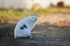 振り向きポーズ