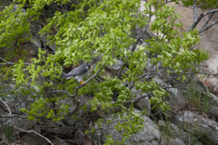 新緑の木にとまるハヤブサ