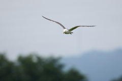 山を背景に飛ぶウミネコ