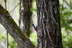 アカゲラと新緑