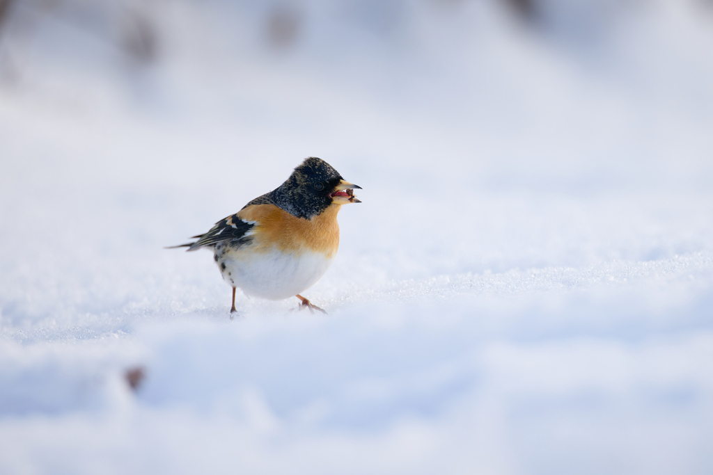 雪の上でエサゲット