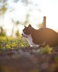 夕暮れにまったりと