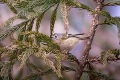 キクイタダキ | 7