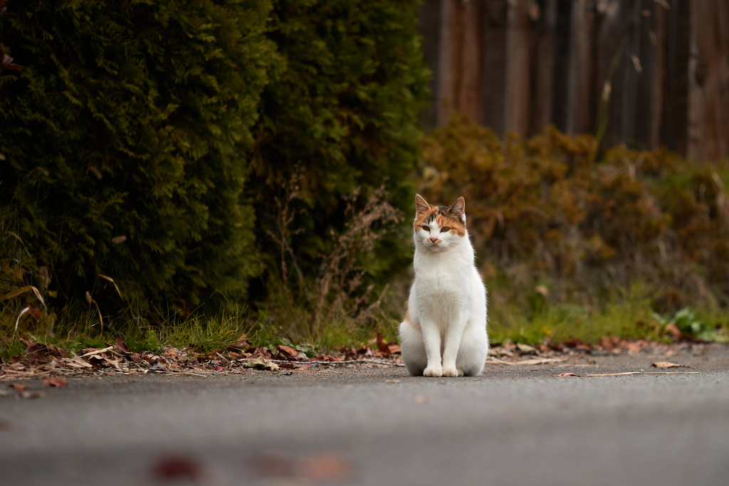 道路でお座りをするかわいい三毛猫