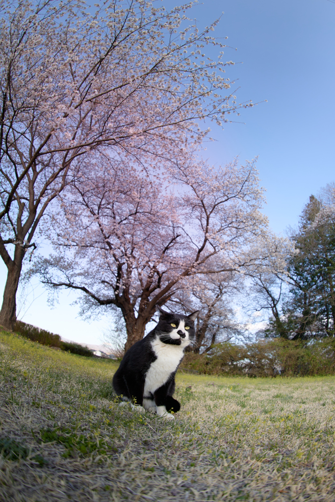 桜を背景に決め顔