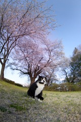 桜を背景に決め顔