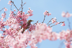 桜とヒヨドリ