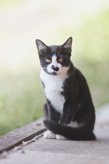 お座りして凝視