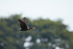 カワウ／鵜／飛翔_5