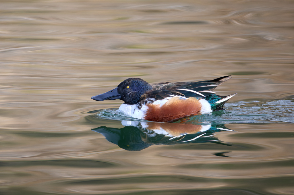 ハシビロガモ | 1