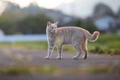 夕暮れの道で