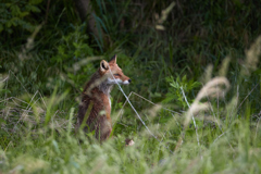 野生のキツネ