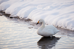 雪と一羽の白鳥／コハクチョウ