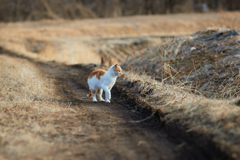 農道とかわいい猫