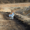 農道とかわいい猫