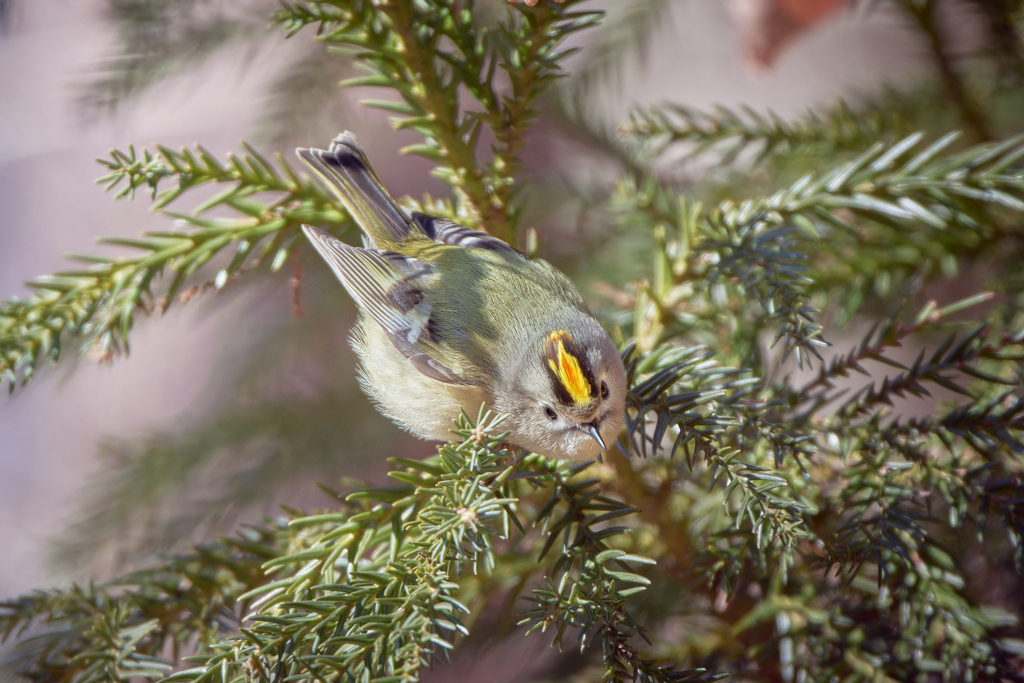 キクイタダキ | 13