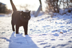 雪の降った朝に