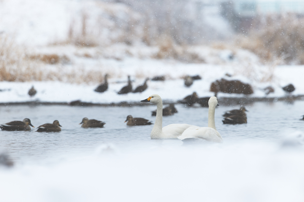 雪とコハクチョウ