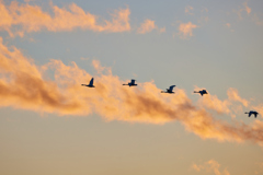 夕方の空を飛ぶ白鳥／コハクチョウたち_2