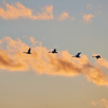 夕方の空を飛ぶ白鳥／コハクチョウたち_2