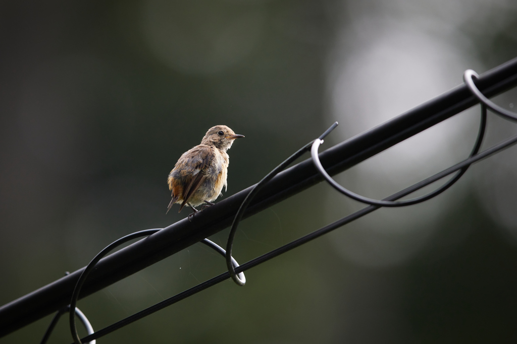 電線にとまるジョウビタキの幼鳥_2