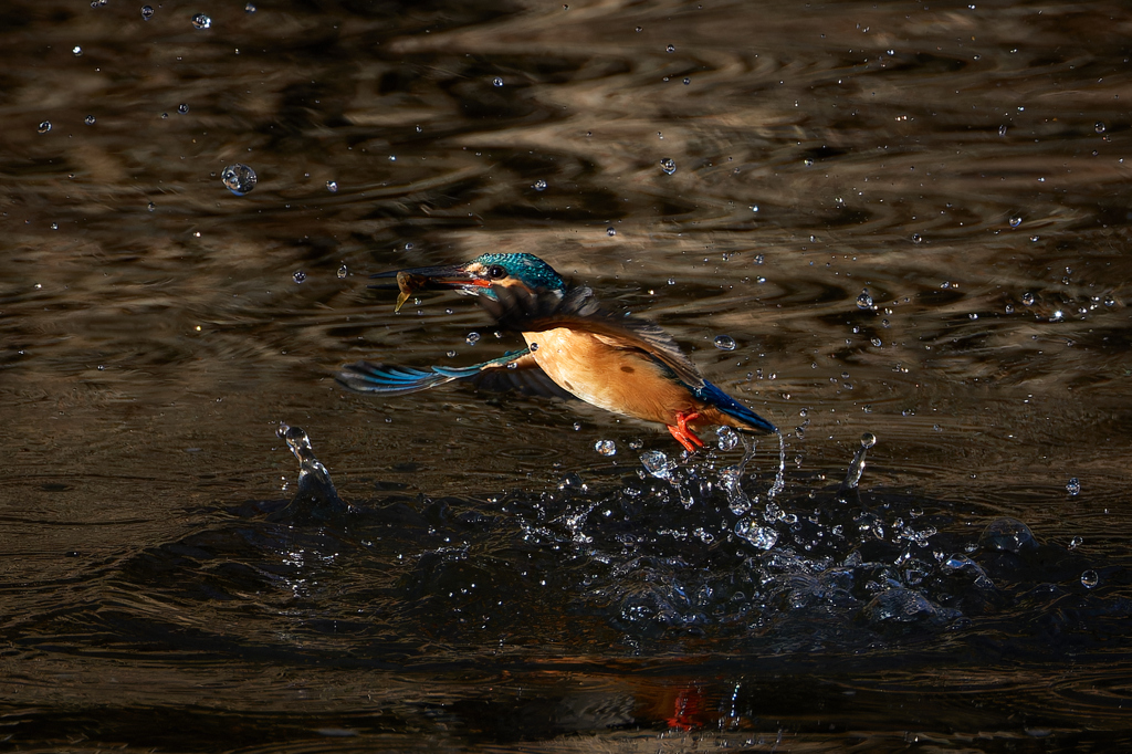 夕陽が差し込む川でゲット