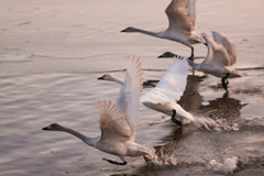 夕方の白鳥の飛び立ち_2