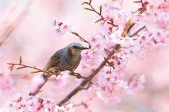桜とヒヨドリ_3