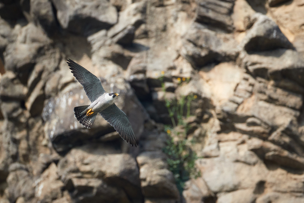 崖とハヤブサの飛翔_9